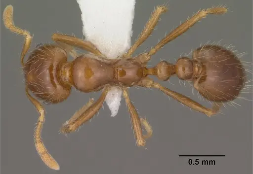 Solenopsis xyloni - CASENT0102901