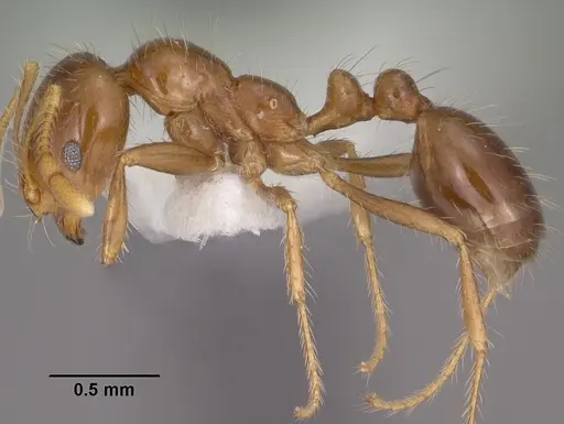 Solenopsis xyloni - CASENT0102901