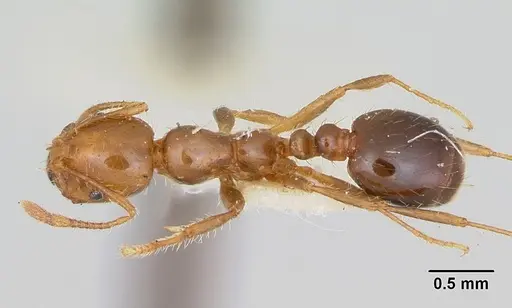 Solenopsis xyloni - CASENT0103388