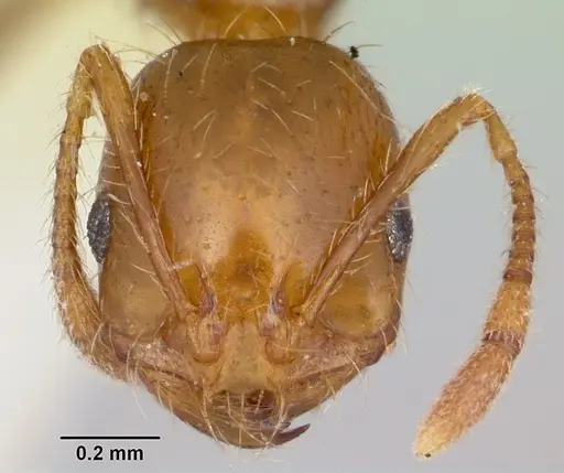 Solenopsis xyloni - CASENT0103388
