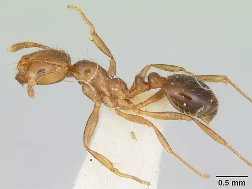 Solenopsis xyloni - CASENT0103388