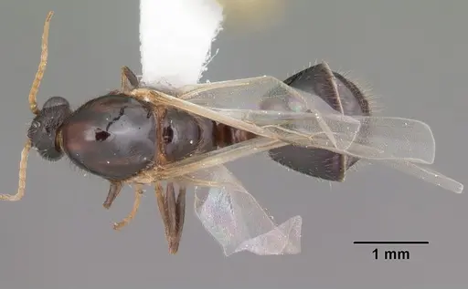 Solenopsis xyloni - CASENT0104513
