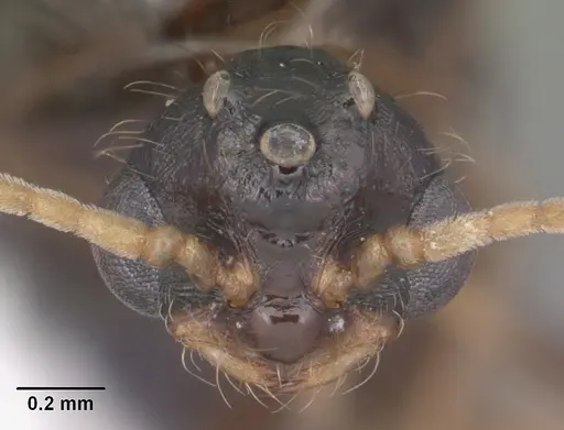 Solenopsis xyloni - CASENT0104513