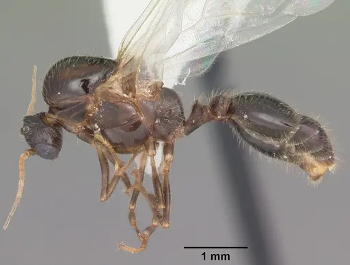 Solenopsis xyloni - CASENT0104513