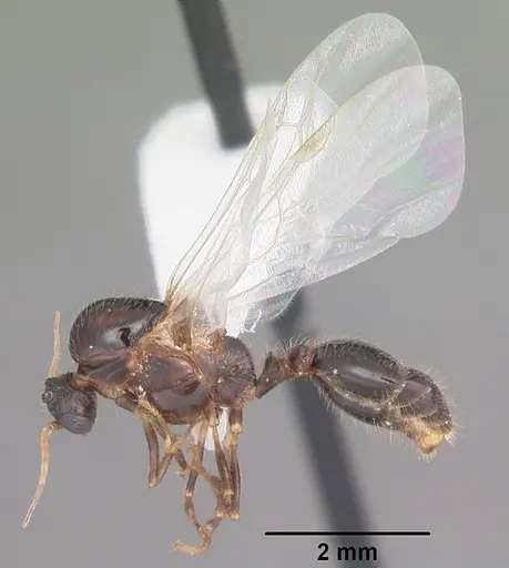 Solenopsis xyloni - CASENT0104513