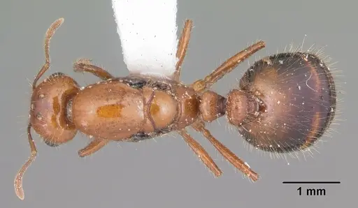 Solenopsis xyloni - CASENT0104514
