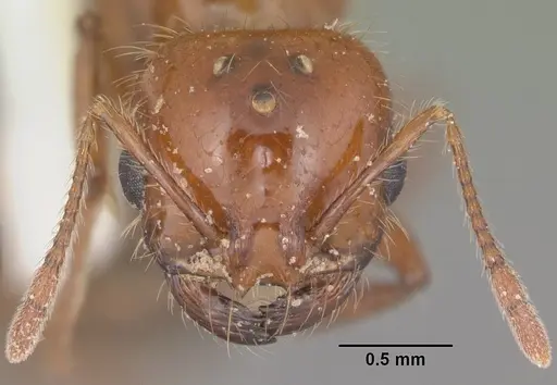 Solenopsis xyloni - CASENT0104514