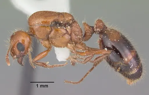 Solenopsis xyloni - CASENT0104514