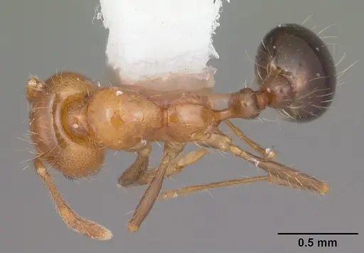 Solenopsis xyloni - CASENT0104539