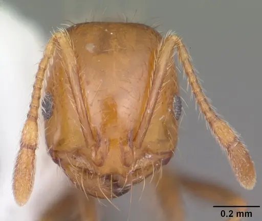 Solenopsis xyloni - CASENT0104539