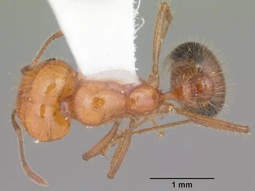 Solenopsis xyloni - CASENT0104540