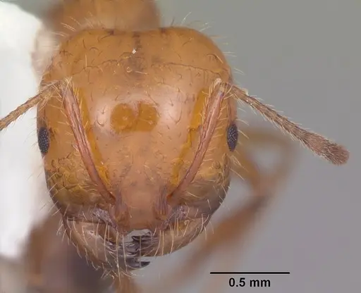 Solenopsis xyloni - CASENT0104540