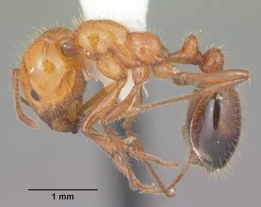 Solenopsis xyloni - CASENT0104540