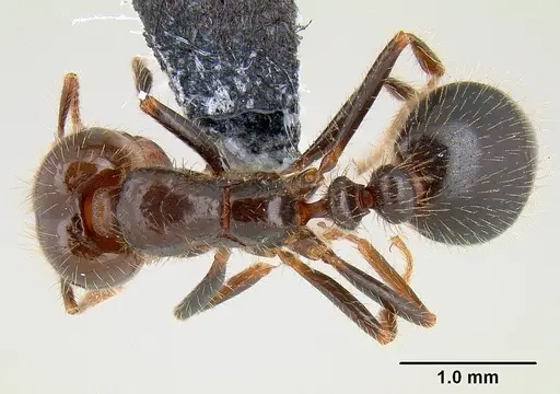 Solenopsis xyloni - CASENT0106041
