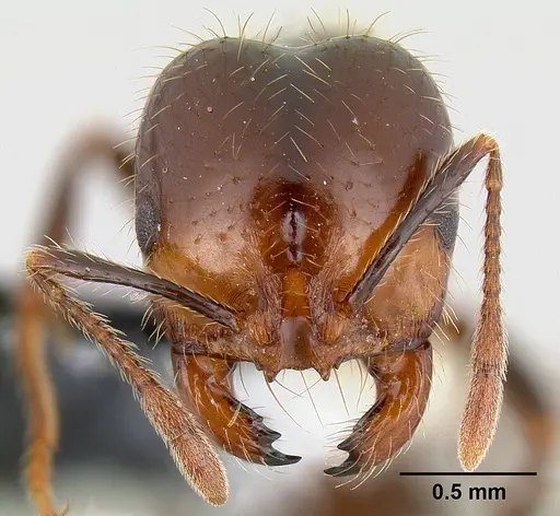 Solenopsis xyloni - CASENT0106041
