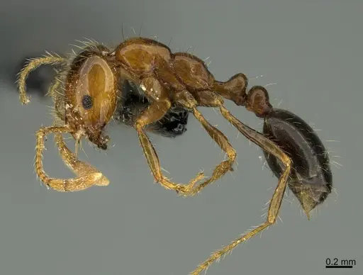 Solenopsis xyloni - CASENT0247069