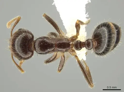 Solenopsis xyloni - CASENT0646942