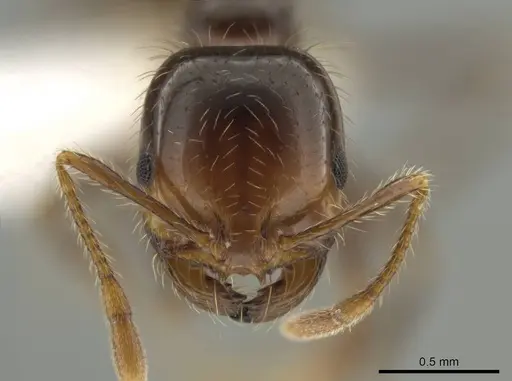 Solenopsis xyloni - CASENT0646942