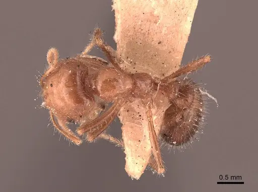 Solenopsis xyloni - FMNHINS0000050004