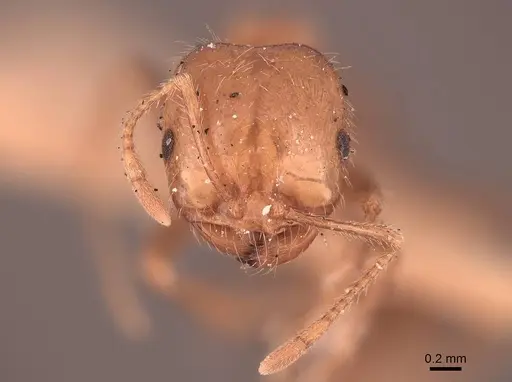 Solenopsis xyloni - FMNHINS0000050004