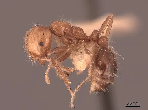 Solenopsis xyloni - FMNHINS0000050004