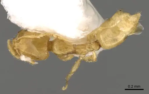 Solenopsis zeteki specimen