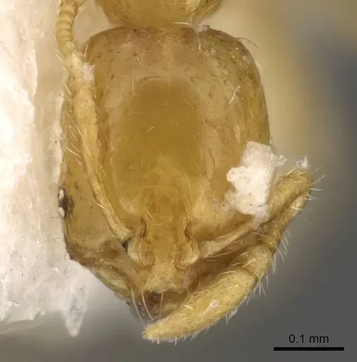 Solenopsis zeteki specimen