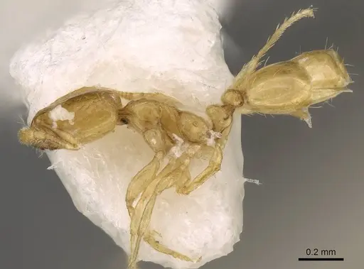 Solenopsis zeteki specimen