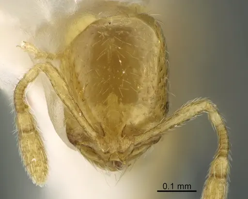 Solenopsis zeteki - CASENT0923589