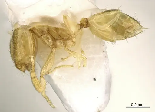 Solenopsis zeteki - CASENT0923589