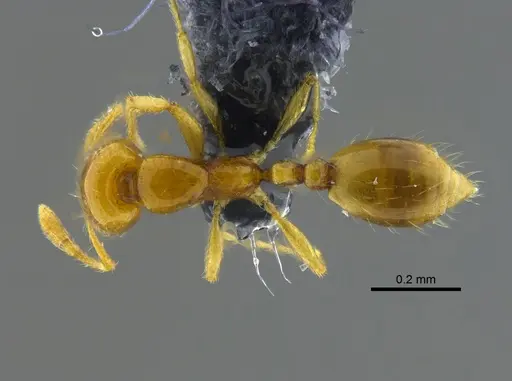 Solenopsis zeteki - CBUMAGENT42017