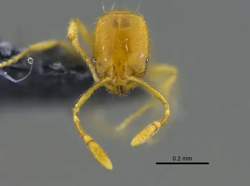 Solenopsis zeteki - CBUMAGENT42017