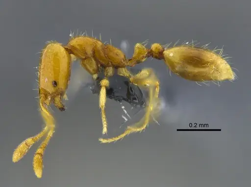 Solenopsis zeteki - CBUMAGENT42017