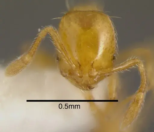 Solenopsis zeteki - INBIOCRI001237572