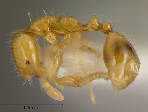 Solenopsis zeteki - INBIOCRI001237572