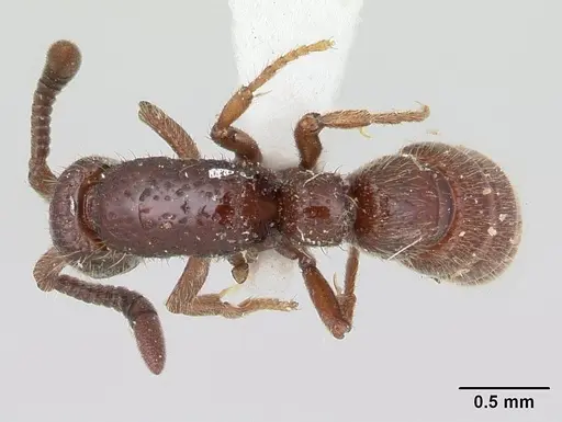 Sphinctomyrmex schoerederi specimen
