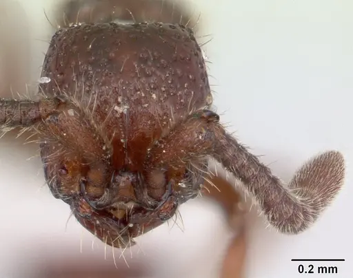 Sphinctomyrmex schoerederi specimen