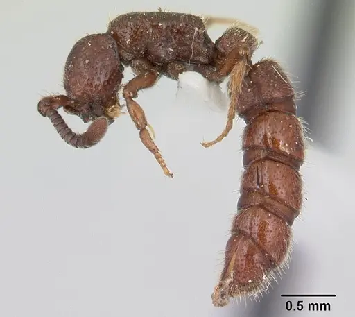Sphinctomyrmex schoerederi specimen