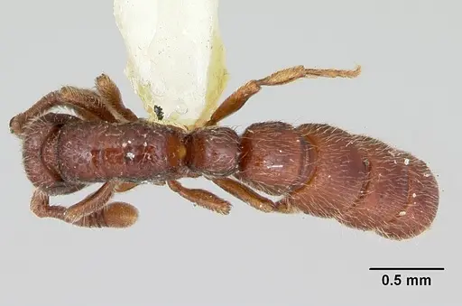 Sphinctomyrmex stali specimen