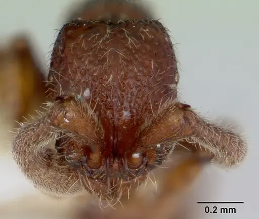 Sphinctomyrmex stali specimen