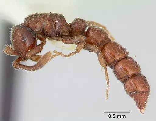 Sphinctomyrmex stali specimen