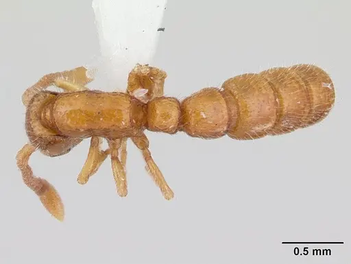 Sphinctomyrmex stali - CASENT0178850