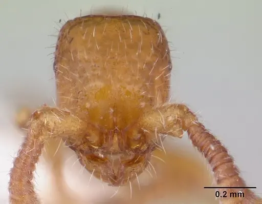 Sphinctomyrmex stali - CASENT0178850