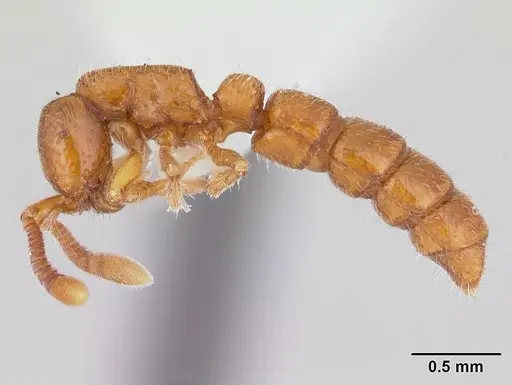 Sphinctomyrmex stali - CASENT0178850