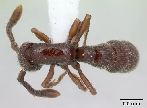 Sphinctomyrmex stali - CASENT0178865