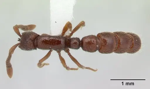 Sphinctomyrmex stali - CASENT0178866