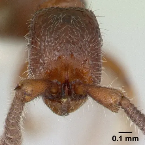 Sphinctomyrmex stali - CASENT0178866