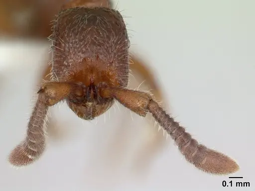 Sphinctomyrmex stali - CASENT0178866