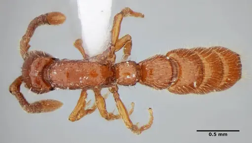 Sphinctomyrmex stali - UFV-LABECOL-004332