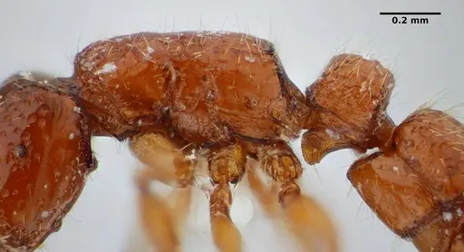 Sphinctomyrmex stali - UFV-LABECOL-004332